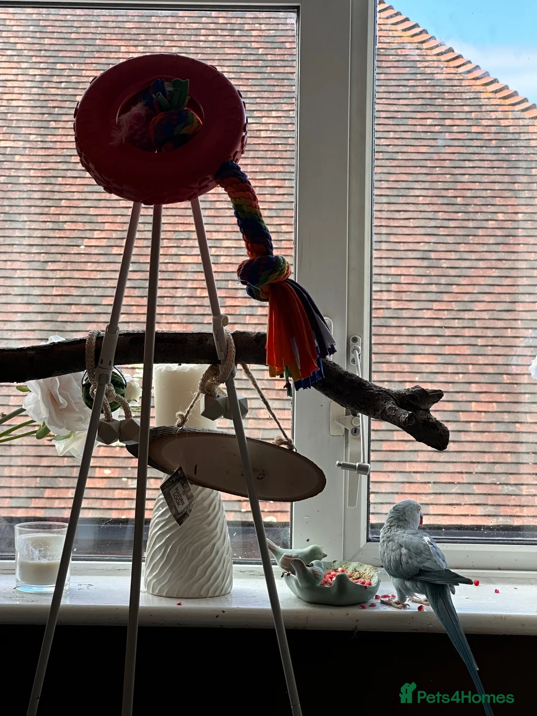 Ringnecks birds for sale: Indian Ringneck Female 1.8 years old in Canterbury - Advert 4