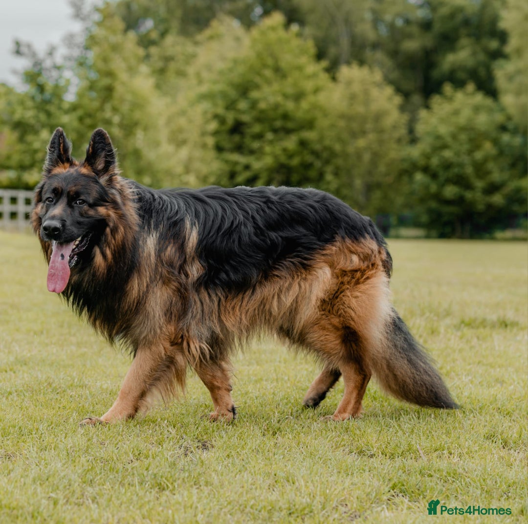 German Shepherd dogs for sale: Kc-registered German shepards puppies for sale - Image 30