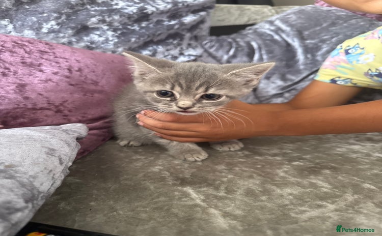 Mixed Breed cats - Advert 1