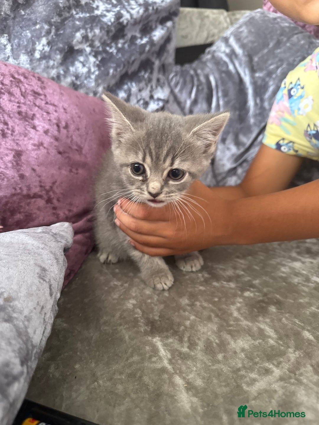 Mixed Breed cats for sale: Ready for forever home  - Image 1