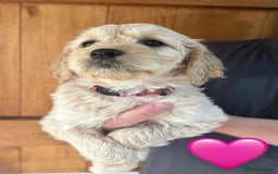 Mixed Breed dogs for sale: 8 Gorgeous Golden doodles  - Image 3