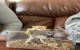 Gecko reptiles for sale: Crested gecko and custom viv - Image 5