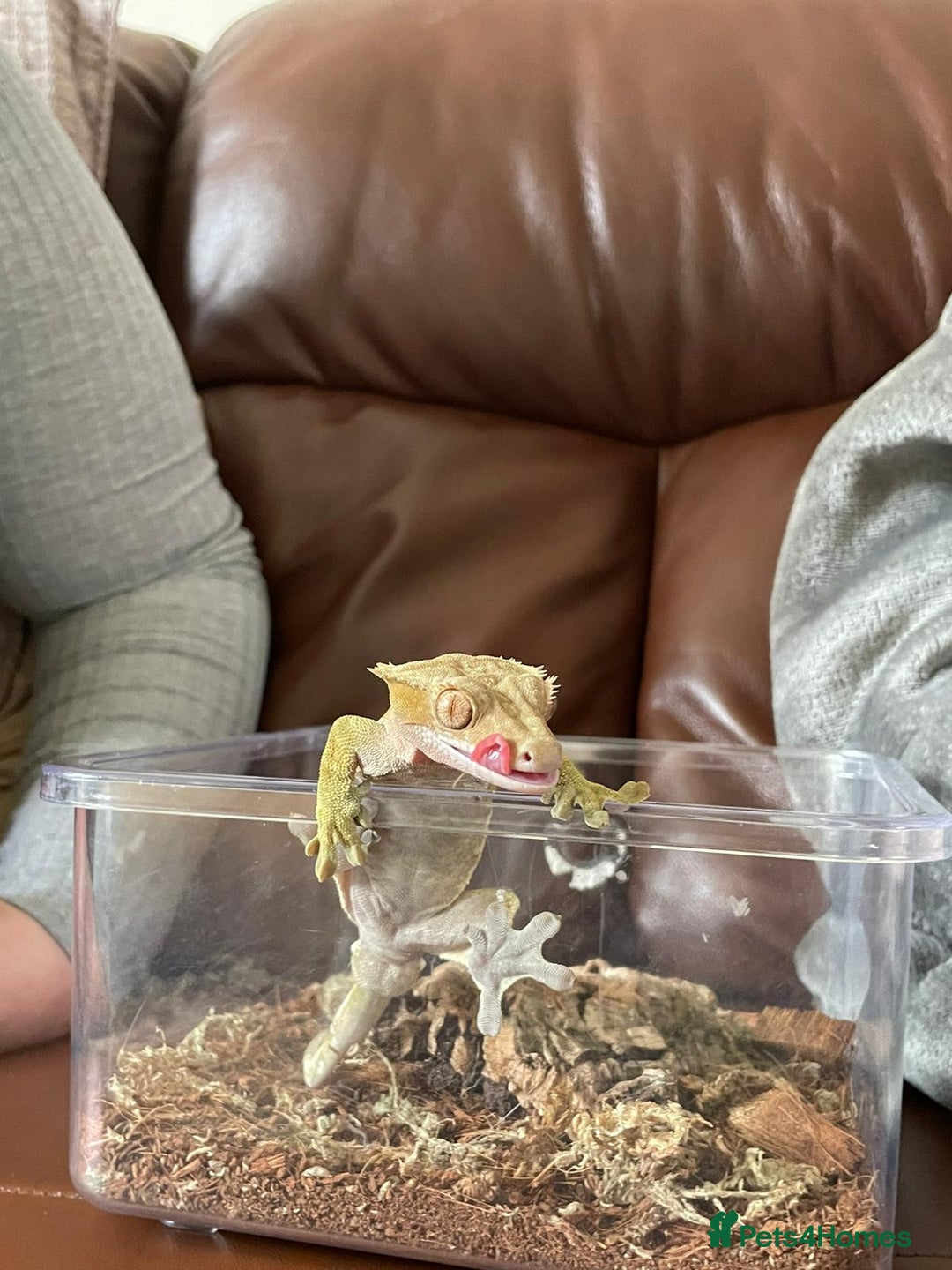 Gecko reptiles for sale: Crested gecko and custom viv - Image 5