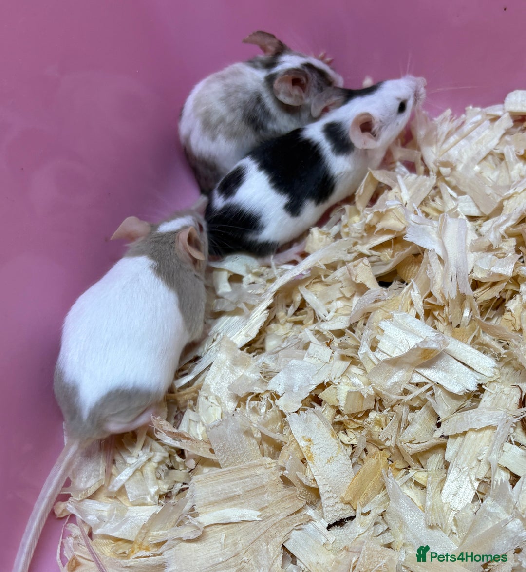 Mouse rodents for sale: Female baby mice ready now  - Image 17