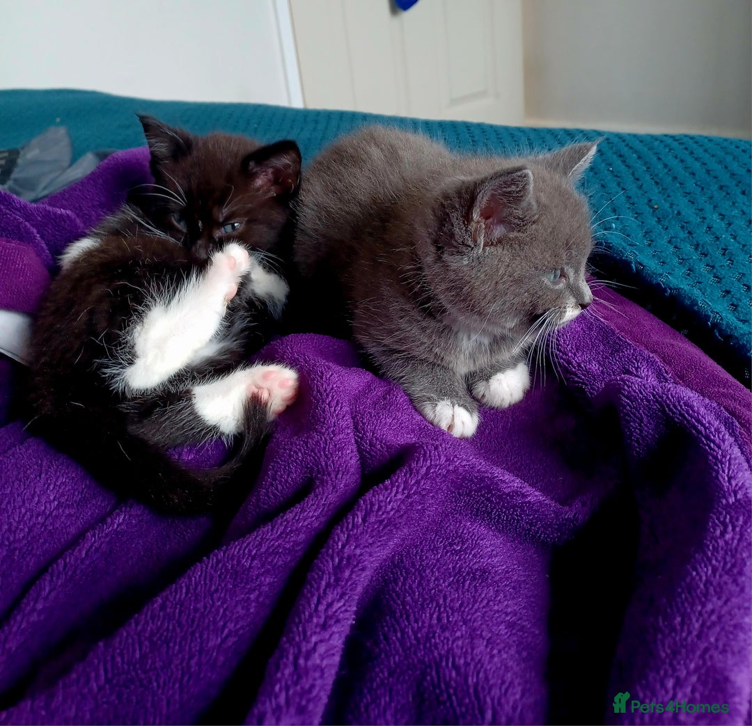 Maine Coon cats for sale: Little Half Main Coons - Advert 33