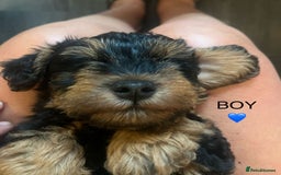 Schnoodle dogs for sale: BEAUTIFUL SCHNOODLE PUPPIES 🐶❤️ - Image 14