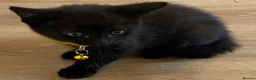 British Shorthair cats for sale: STUNNING BRITISH SHORTHAIR X DOM SHORTHAIR KITTENS - Advert 12