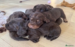 Cocker Spaniel dogs for sale: Beautiful litter of cocker spaniels for sale  - Image 3