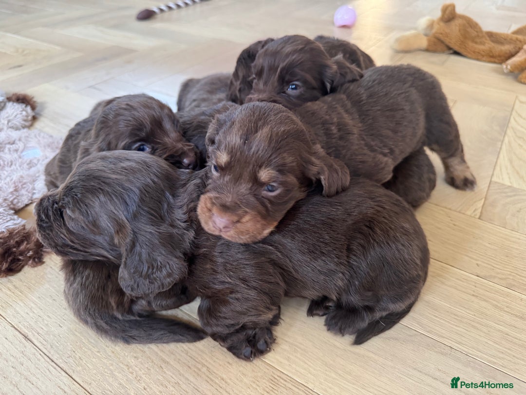 Cocker Spaniel dogs for sale: Beautiful litter of cocker spaniels for sale  - Image 3