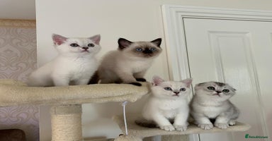 Scottish Fold cats - Advert 13