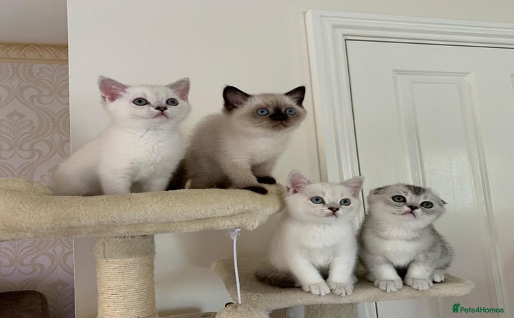Scottish Fold cats - Advert 12