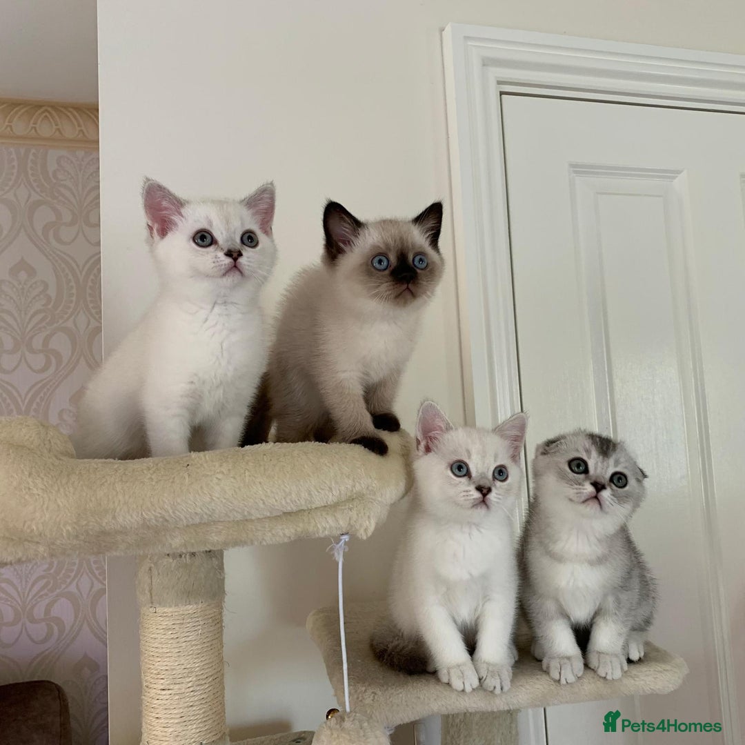 Scottish Fold cats for sale: Scottish fold kittens 😸  - Image 1