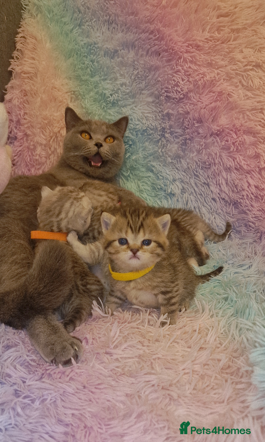 British Shorthair cats for sale: 🩵💙💜Amasing British Shorthair Kittens🧡💚💙 - Advert 21