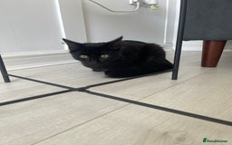 British Longhair cats for sale: Black long haired Domestic kitten- Purdy - Image 2