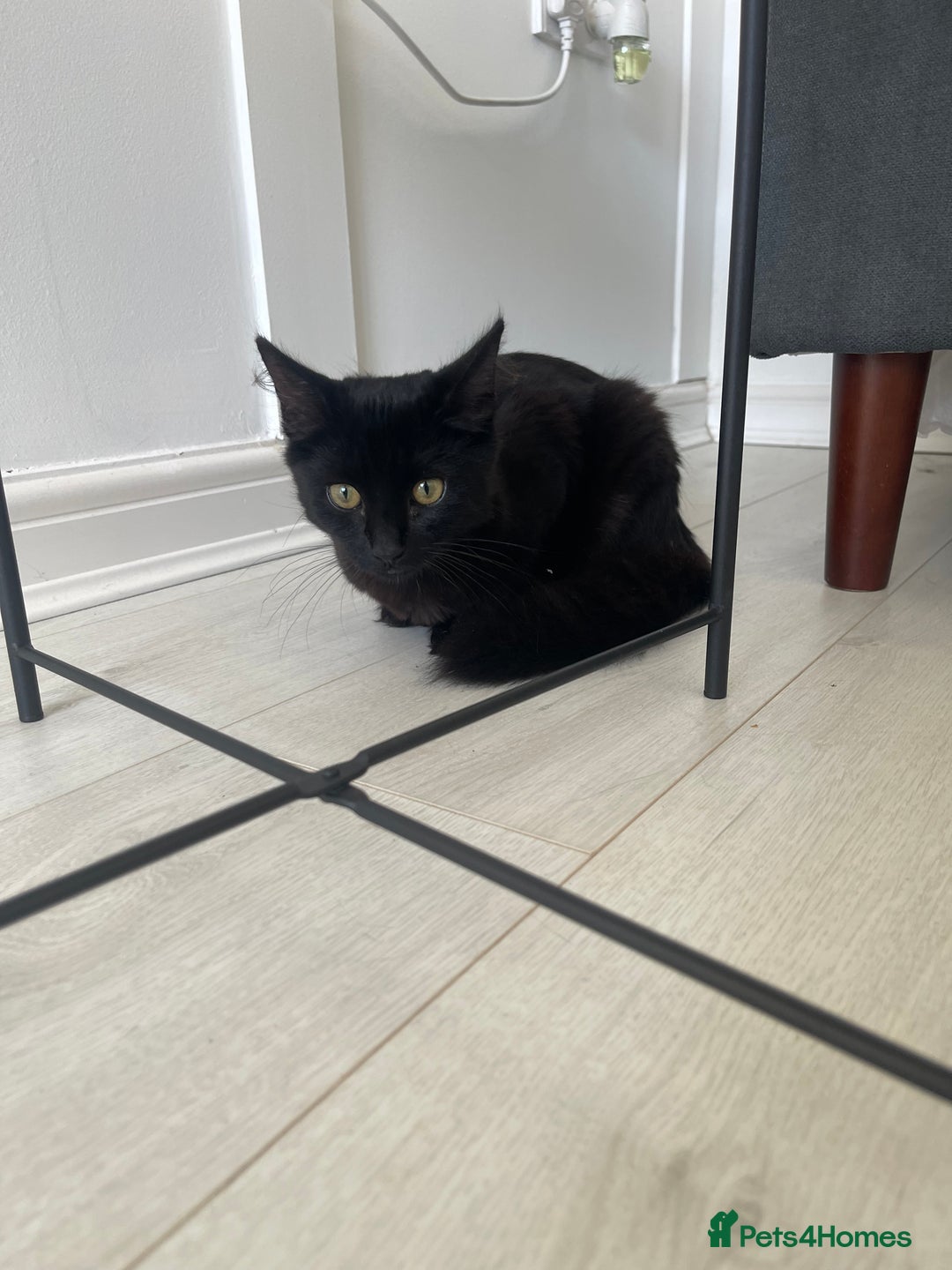 British Longhair cats for sale: Black long haired Domestic kitten- Purdy - Image 2