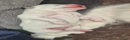 Samoyed dogs for sale: Fluffy Samoyed Puppies 🐾 - Advert 3