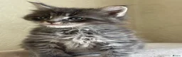 Maine Coon cats for sale: Maine Coon boy  - Advert 5