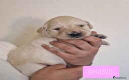 Golden Retriever dogs for sale: 🐾Pure Golden retrievers puppy🐾 - Image 8