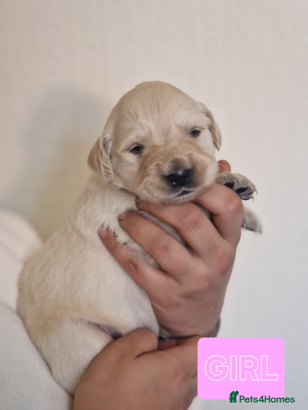 Golden Retriever dogs for sale: 🐾Pure Golden retrievers puppy🐾 - Image 8