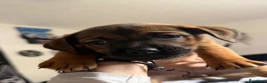 Jackshund 4