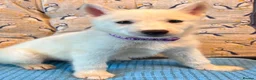 Siberian Husky dogs for sale: 1 white female husky pup 1st & 2nd Vaccines! - Advert 30