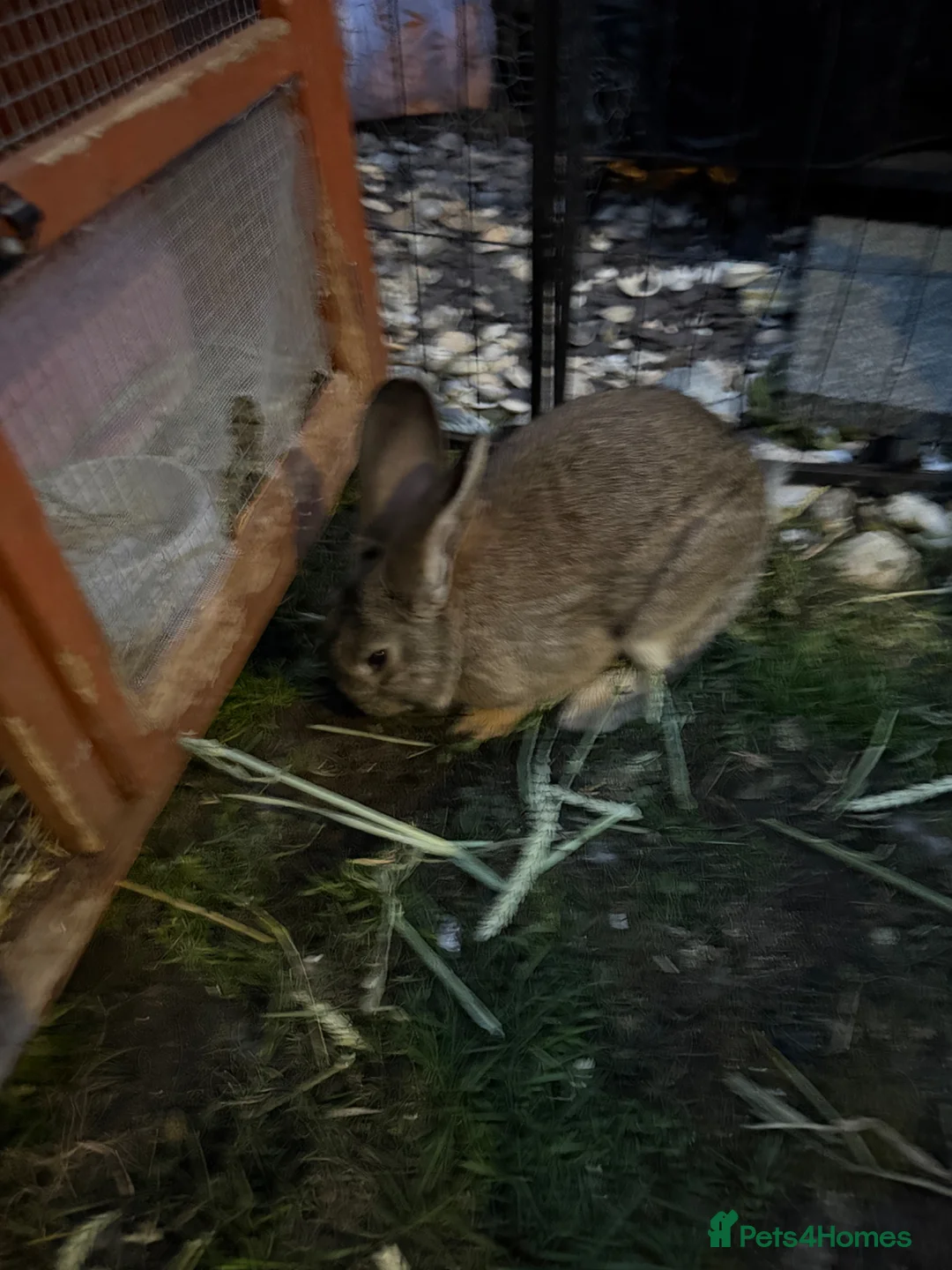 Continental Giant rabbits for sale: Agouti Continental giant buck for sale  - Advert 2