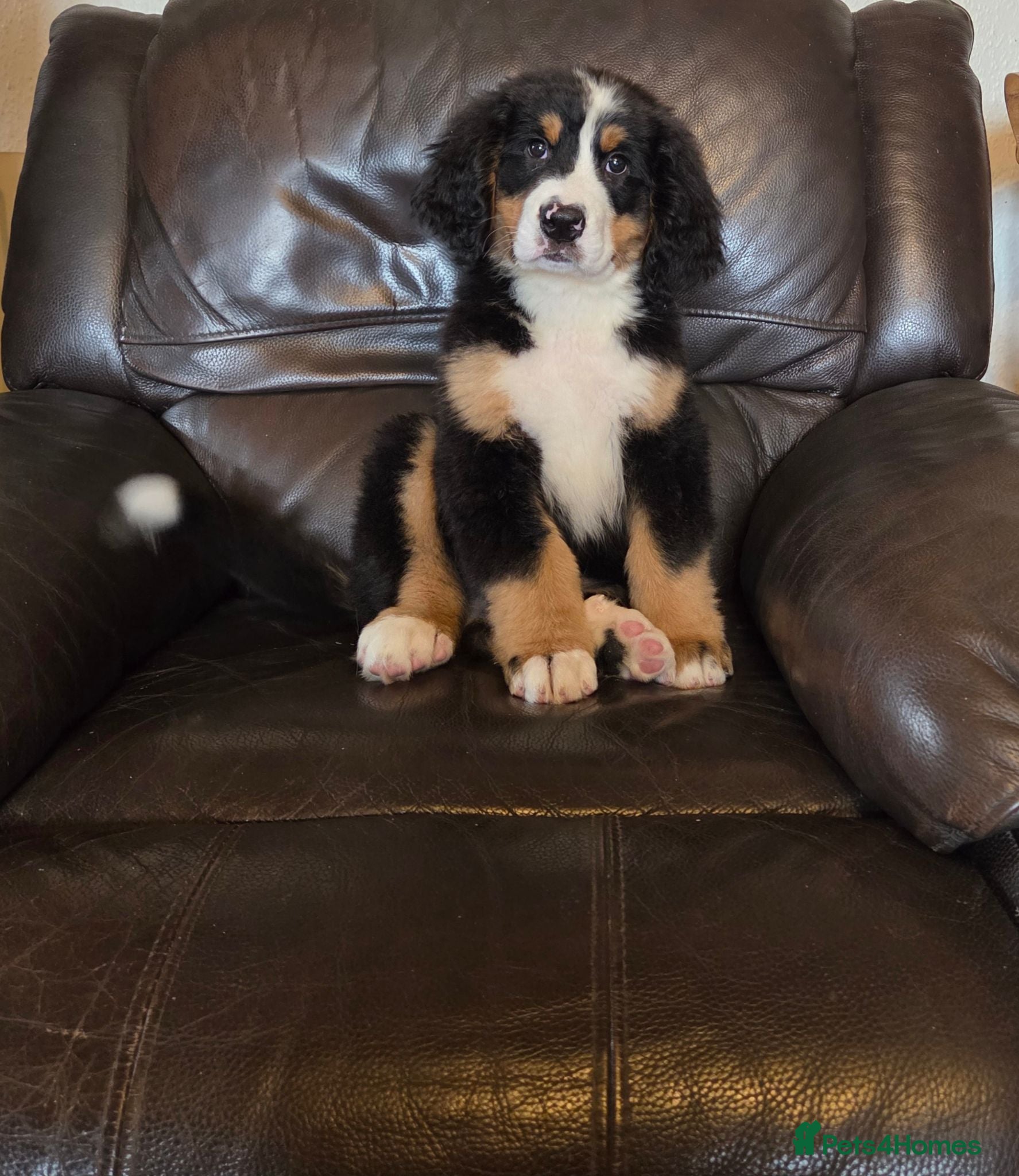 Bernese Mountain Dog dogs Beautiful Bernese Mountain puppies  - Advert 2