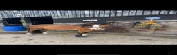 Welsh Section D horses for sale: Welsh d cross Connemara  in Stockton-on-Tees - Advert 4