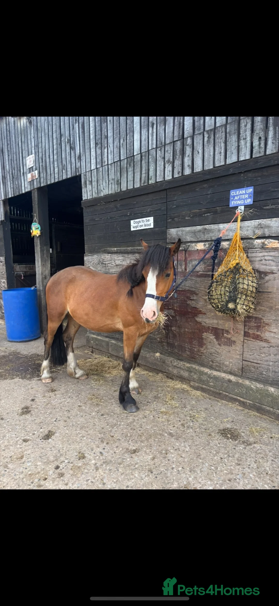 Welsh Section D horses for sale: Welsh d cross Connemara  in Stockton-on-Tees - Advert 4