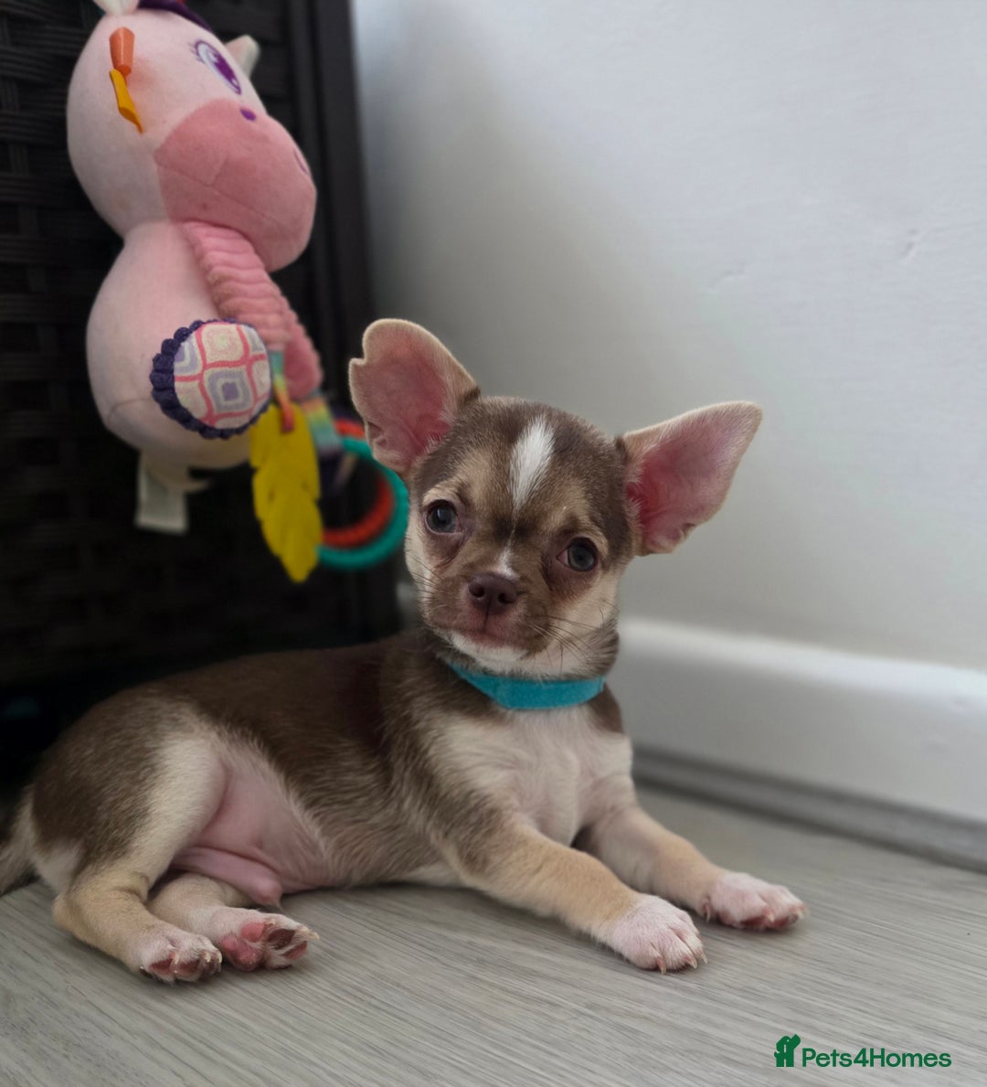 Chihuahua dogs for sale: Chihuahua Puppies 20TH  READY TO GO  - Advert 15