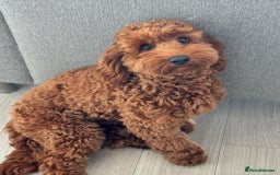 Cockapoo dogs for sale: gorgeous 7-month-old male Cockapoo  - Image 5
