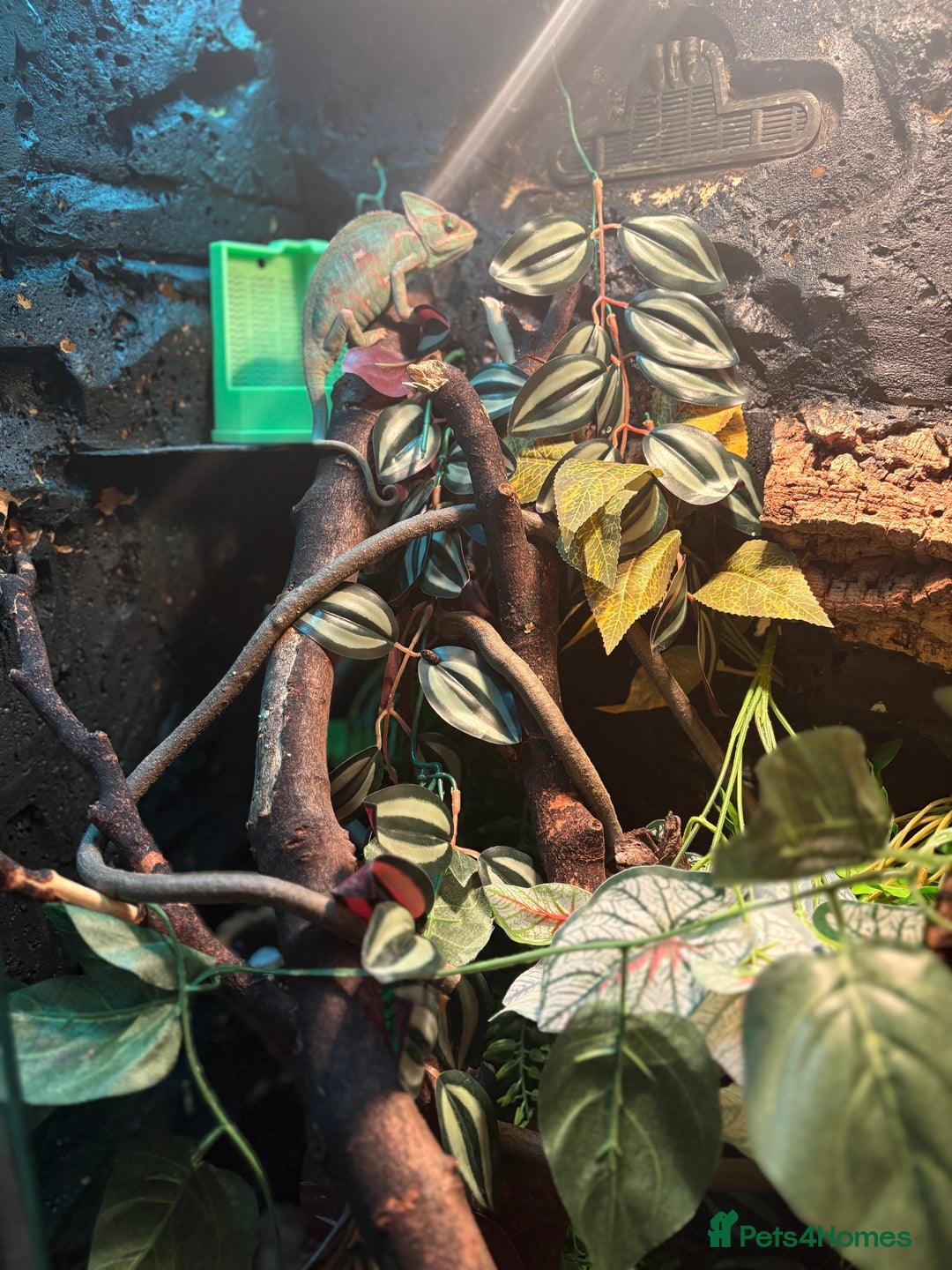 Chameleon reptiles for sale: female veiled chameleon with full set up - Advert 8