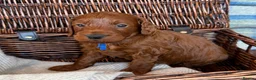 Irish Doodle dogs for sale: 🐾 Irish doodles 🐾 - Advert 9