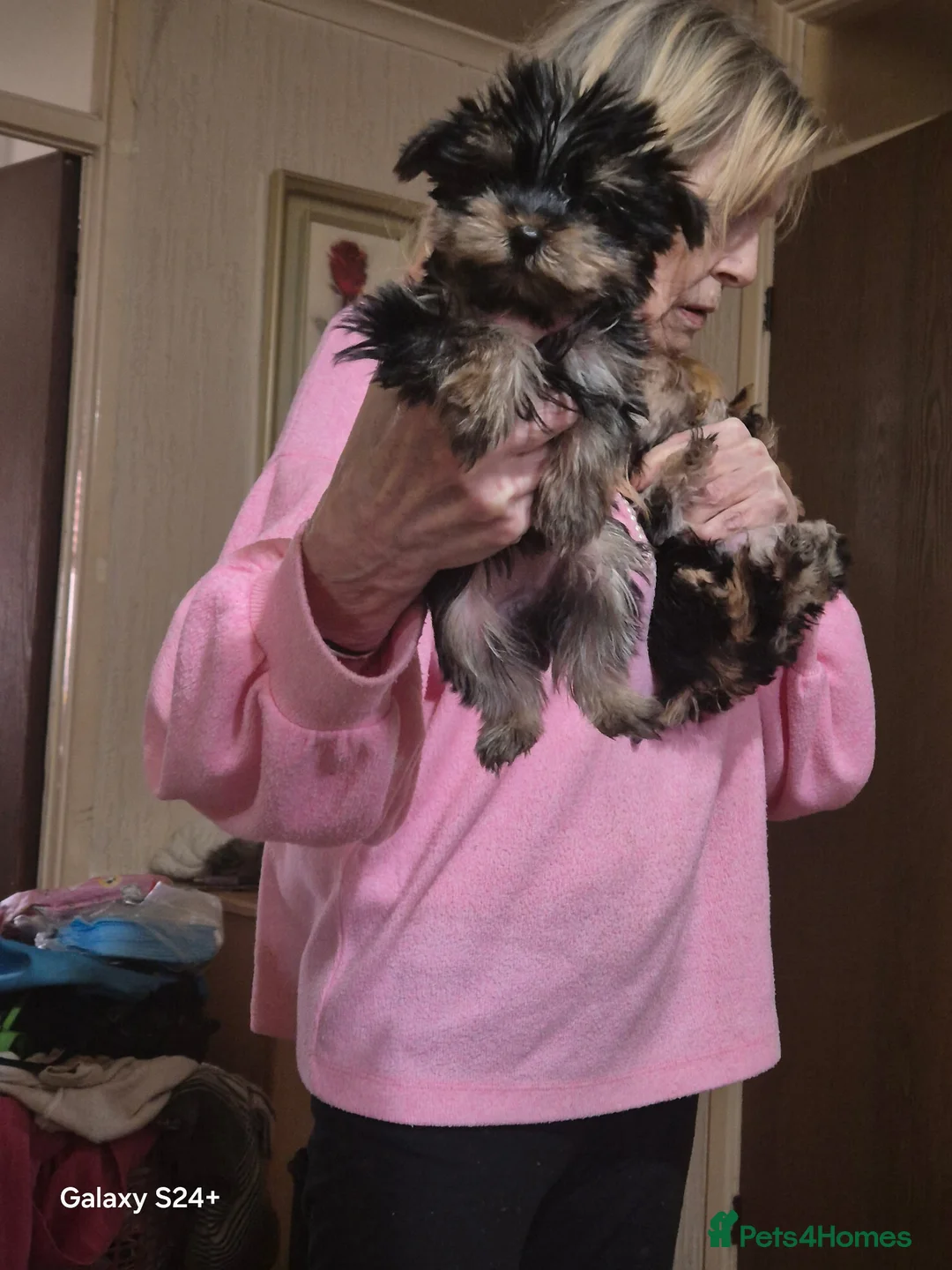 Yorkshire Terrier dogs for sale: Yorkshire terrier puppies  - Advert 4