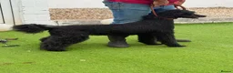 Standard Poodle dogs for sale: Amazing standard poodle babies - Advert 8