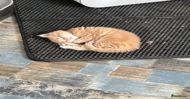 Maine Coon cats - Advert 1