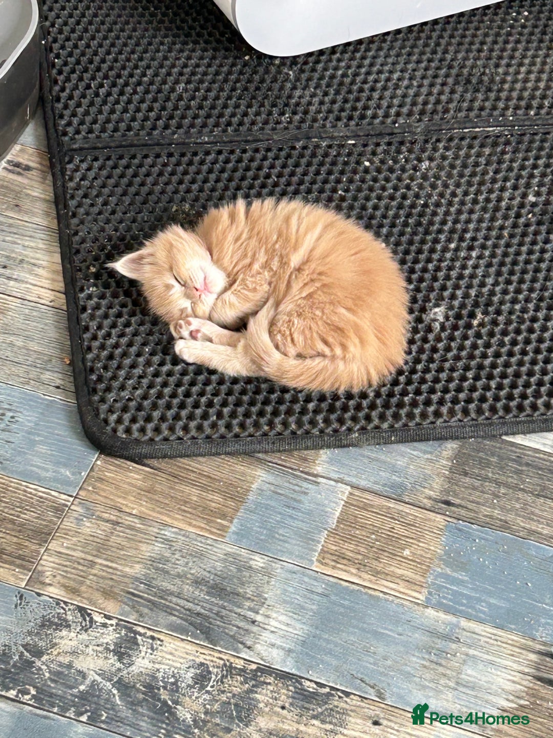Maine Coon cats for sale: Stunning red and cream maine coons  - Image 3