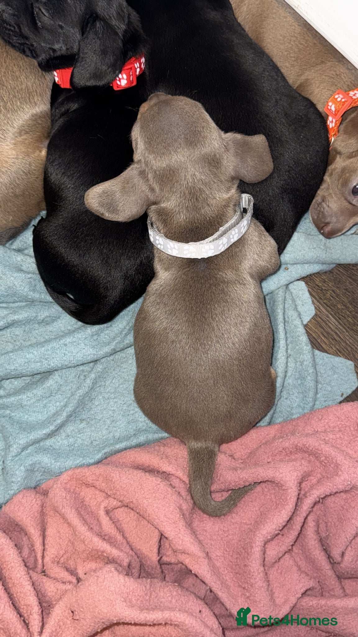 Miniature Dachshund dogs for stud: KC Registered Isabella & Tan Stud in Keighley - Advert 8