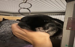 Chinchilla rodents for sale: Female black velvet chinchilla - Image 3