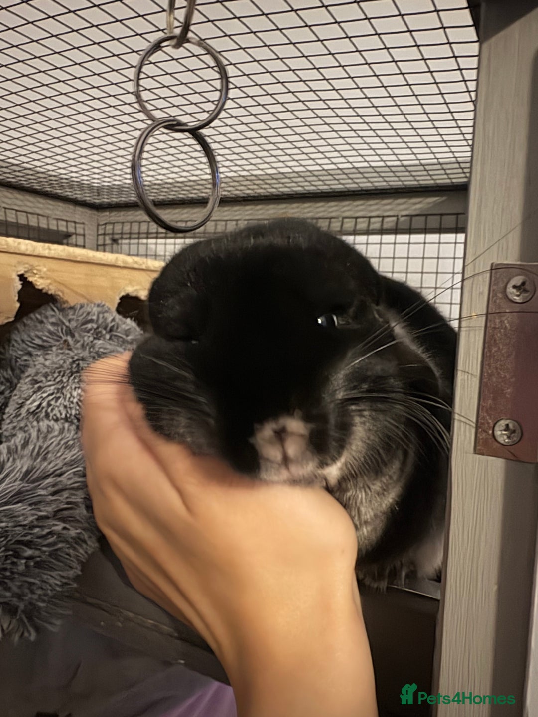 Chinchilla rodents for sale: Female black velvet chinchilla - Image 3