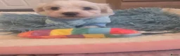 Maltese dogs for sale: Cute puppies❤️💜🩵🩶 - Advert 12