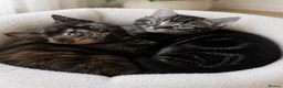 Mixed Breed cats for sale: 🐾 Beautiful Kittens Ready for Their New Homes 🐾 - Advert 5