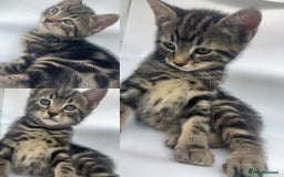 Pixie Bob cats for sale: 3 pixie bobs mixed  in Sheffield - Image 3