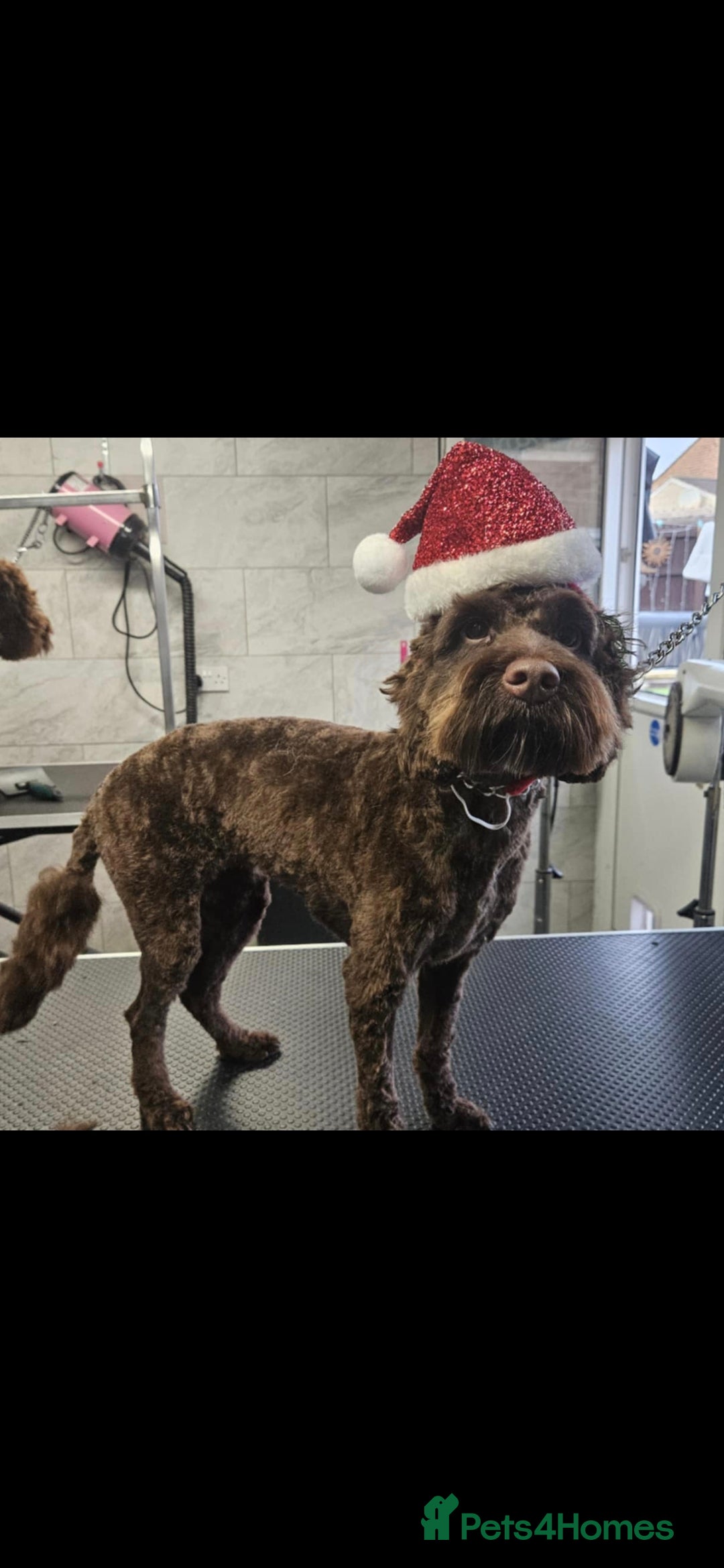 Cockapoo dogs for sale: Coco the cockapoo - Advert 1