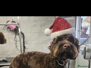 Cockapoo dogs Coco the cockapoo - Advert 1