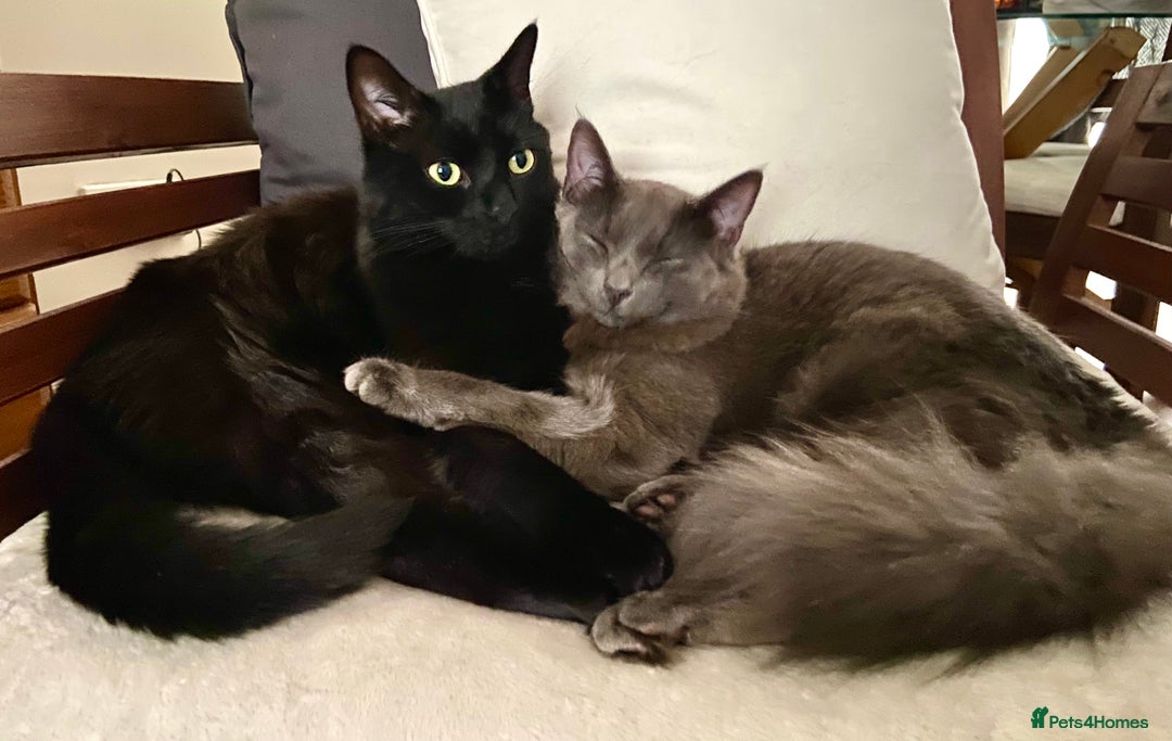 RagaMuffin cats for sale: 2 lovely cuddly male cats for adoption - Image 1