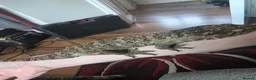 Gecko reptiles for sale: CB23 nuu ana leachianus gecko  - Advert 3