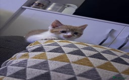 Mixed Breed cats for sale: Beautiful mixed kittens with mixed ages! - Image 11