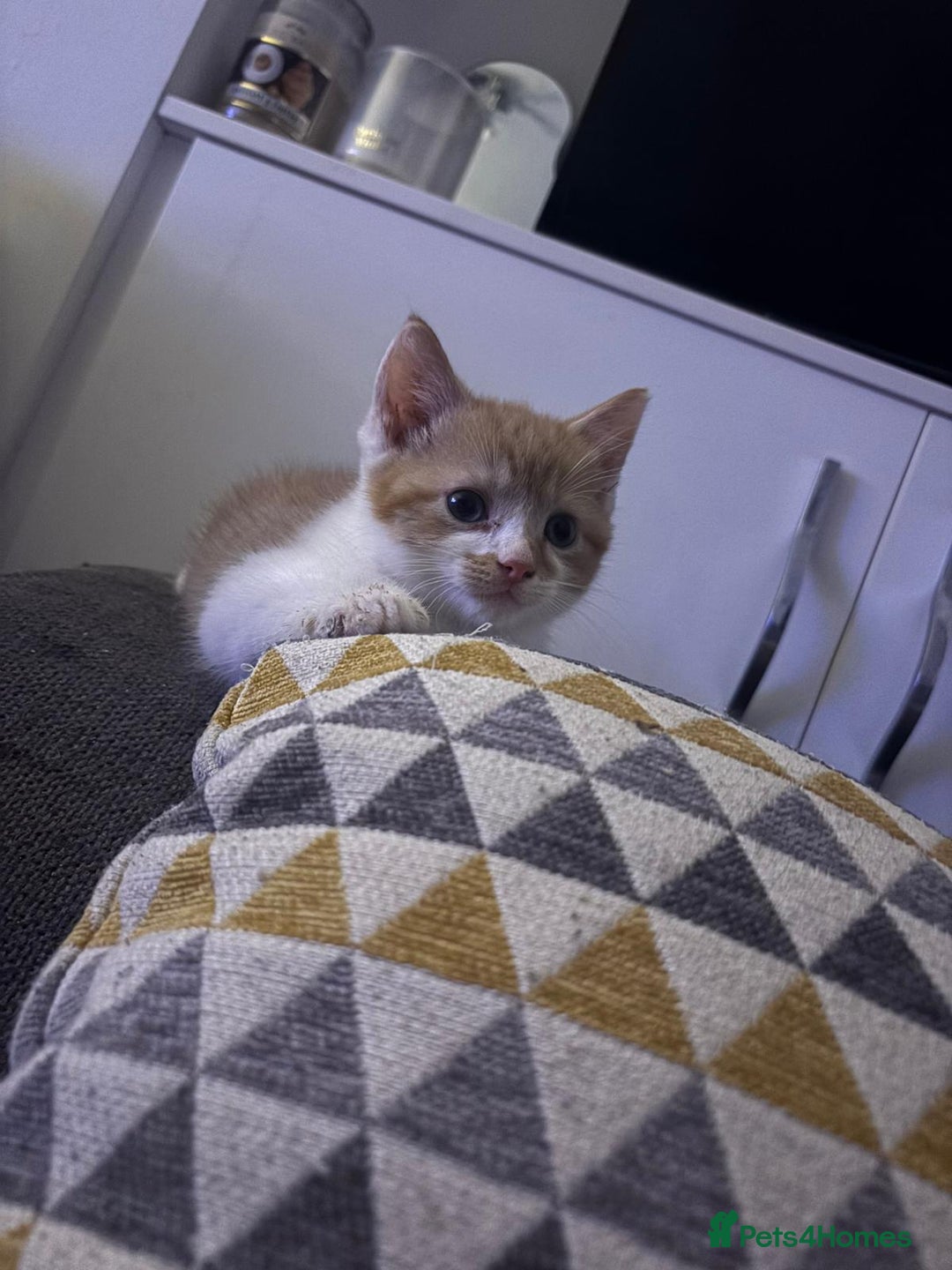 Mixed Breed cats for sale: Beautiful mixed kittens with mixed ages! - Image 11