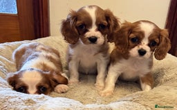 Cavalier King Charles Spaniel dogs for sale: Cavalier kcs health tested parents licensed  - Image 3